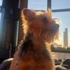 nycsailor nycsailor